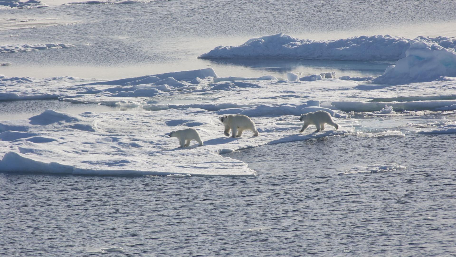 <p>Arctic Science and Innovation</p>
