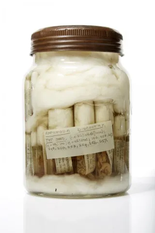  Discovery Designated as a Royal Research Ship