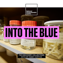  The Collection That Homes Weird and Wonderful Sea Creature Specimens (Dr Tammy Horton)