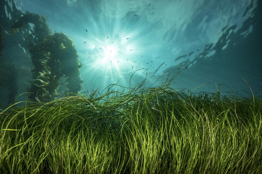Seagrass