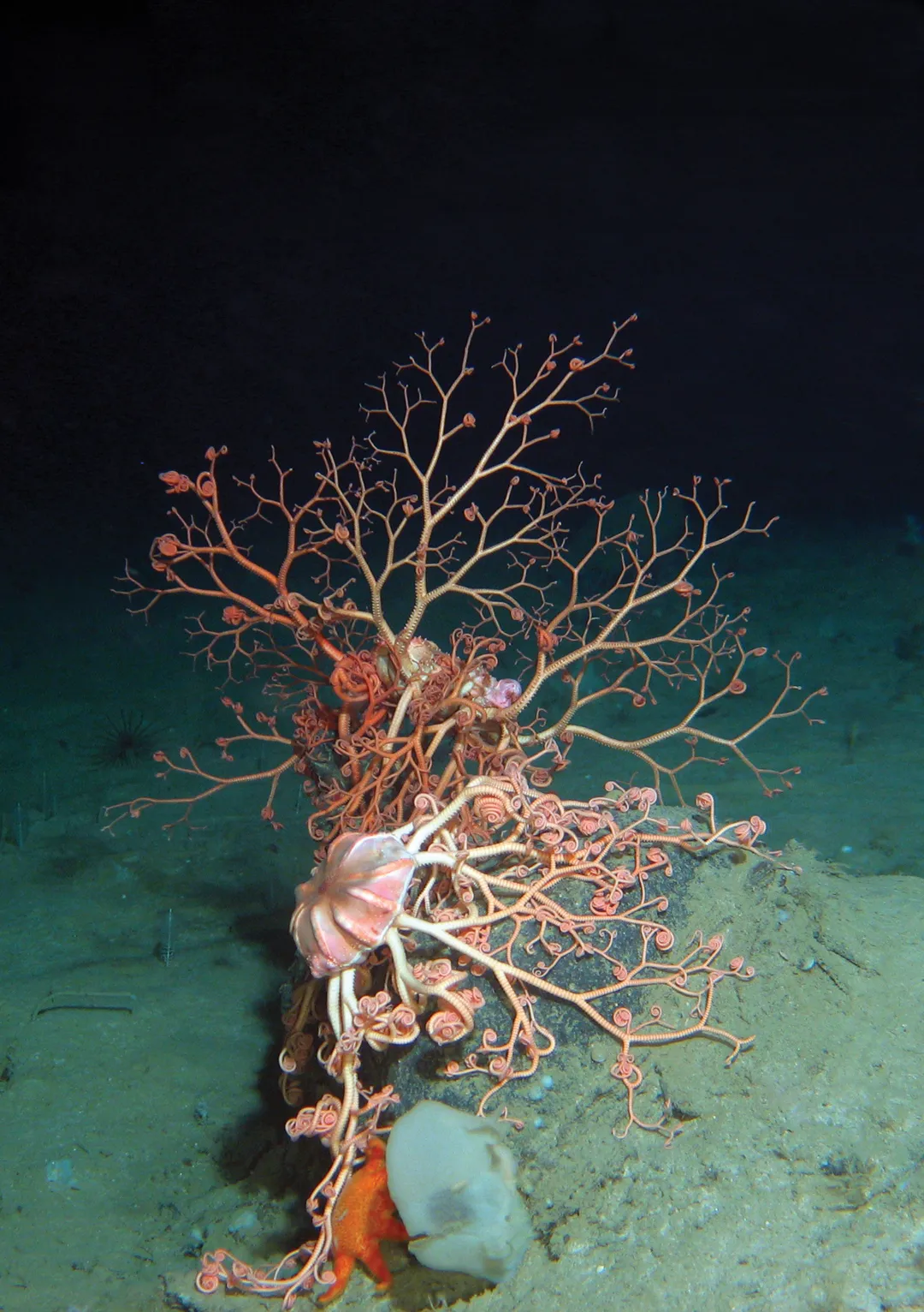 Arctic Marine Biodiversity and Ecosystems