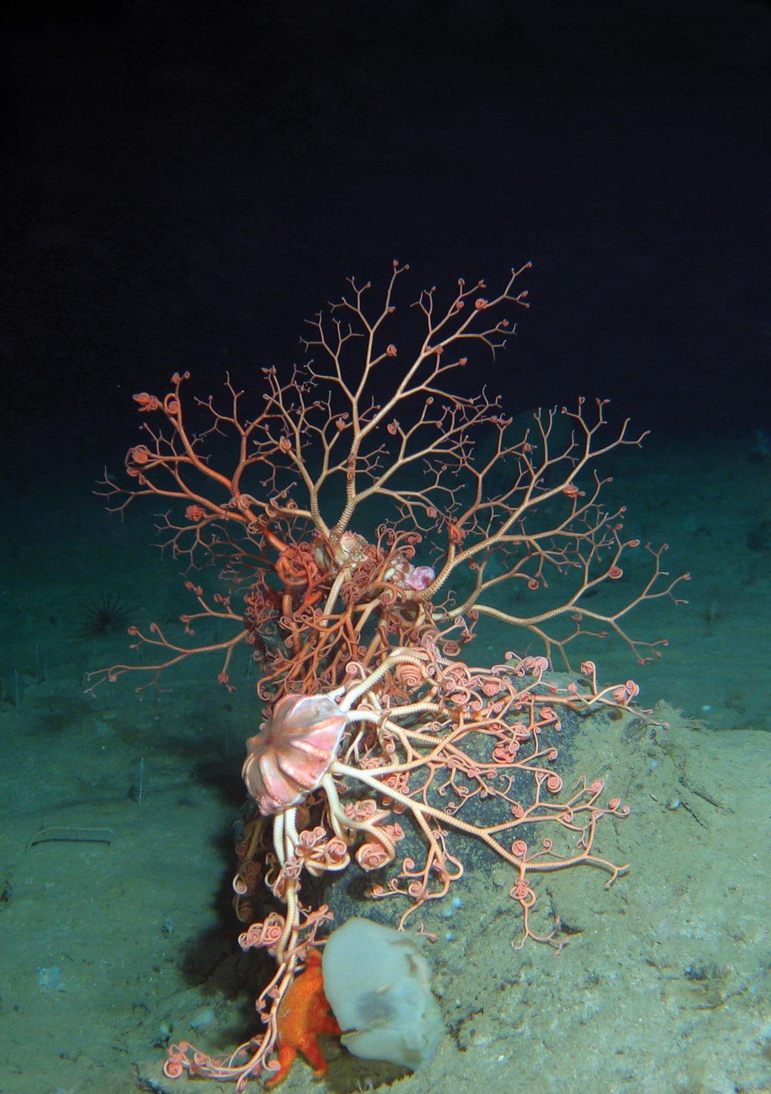 Arctic Marine Biodiversity and Ecosystems